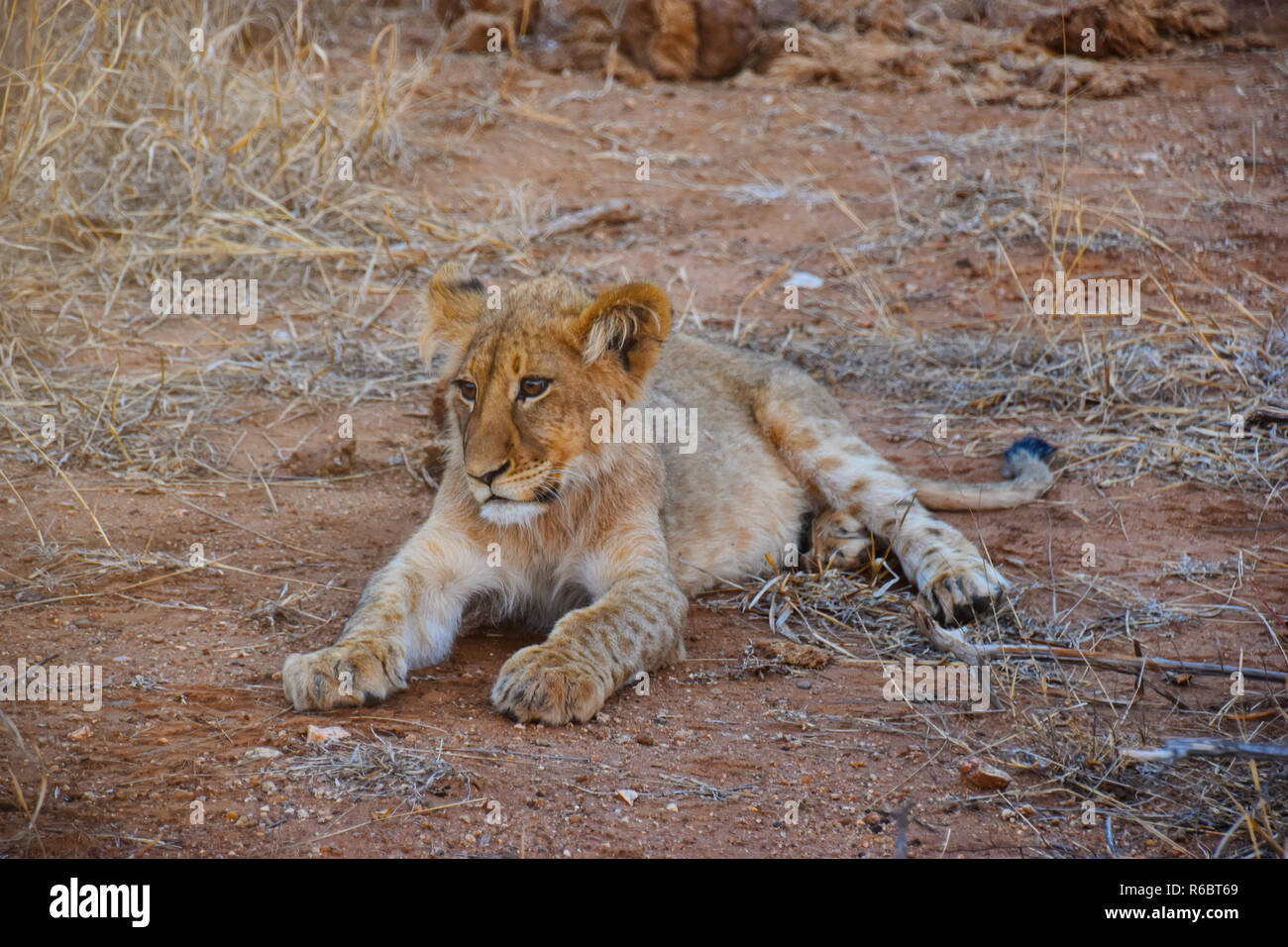 Jeune lion reposant sur le sol sud-africain en wildlifecute, préserver Banque D'Images