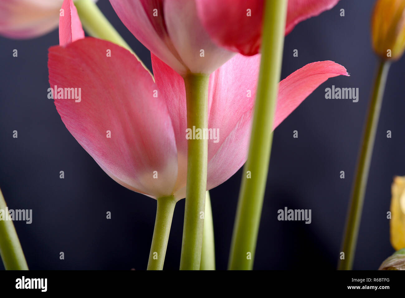 Bannière fleurs de printemps - bouquet de fleurs tulipe rose sur fond noir Banque D'Images