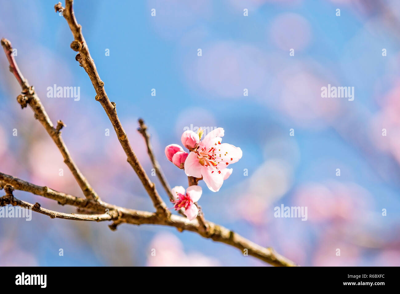 Pêchers en fleurs au printemps Banque D'Images