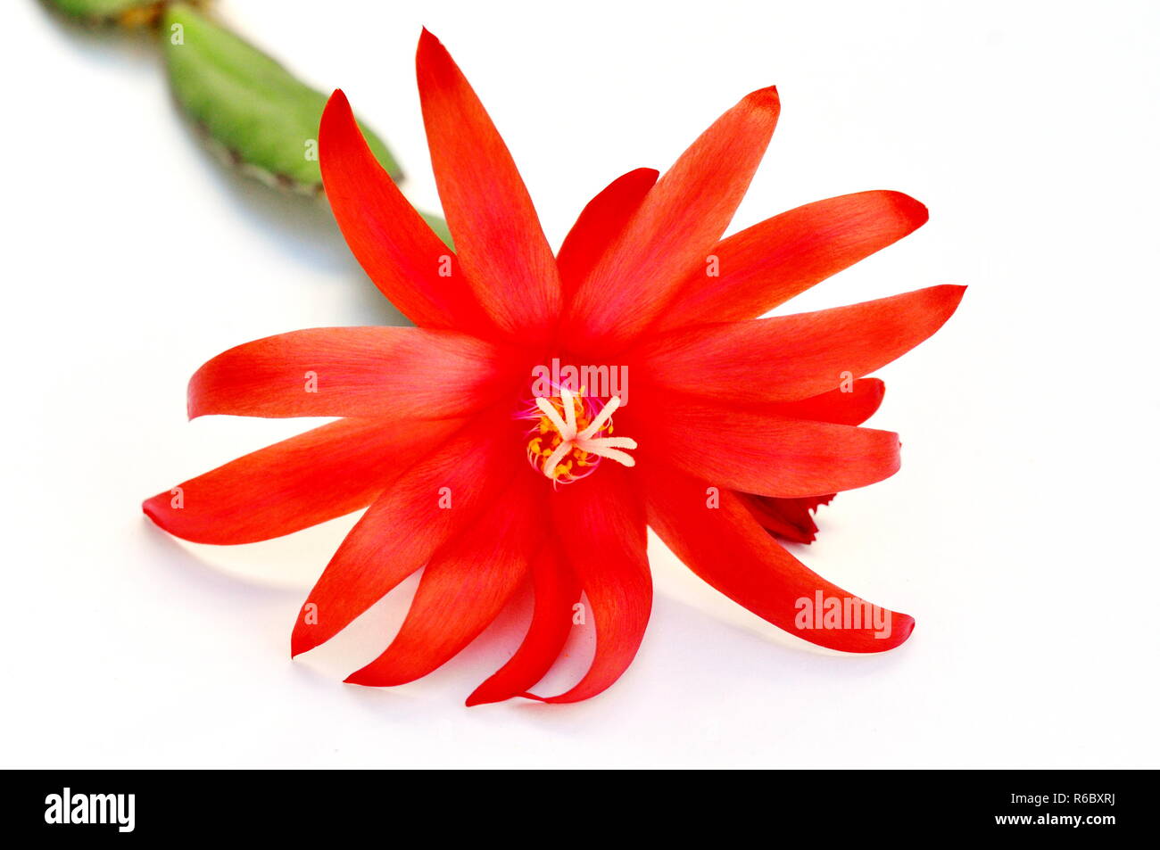 Gros plan sur Rhipsalidopsis rouge fleur de cactus à la stigmatisation et à pollen sur fond blanc Banque D'Images