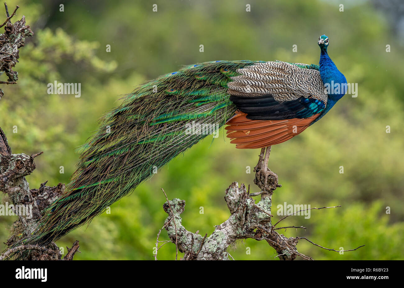 Paon sur l'arbre. Portrait de beau paon. Les paons indiens ou des paons bleus (Pavo cristatus). L'habitat naturel. Sri-lankais. Banque D'Images