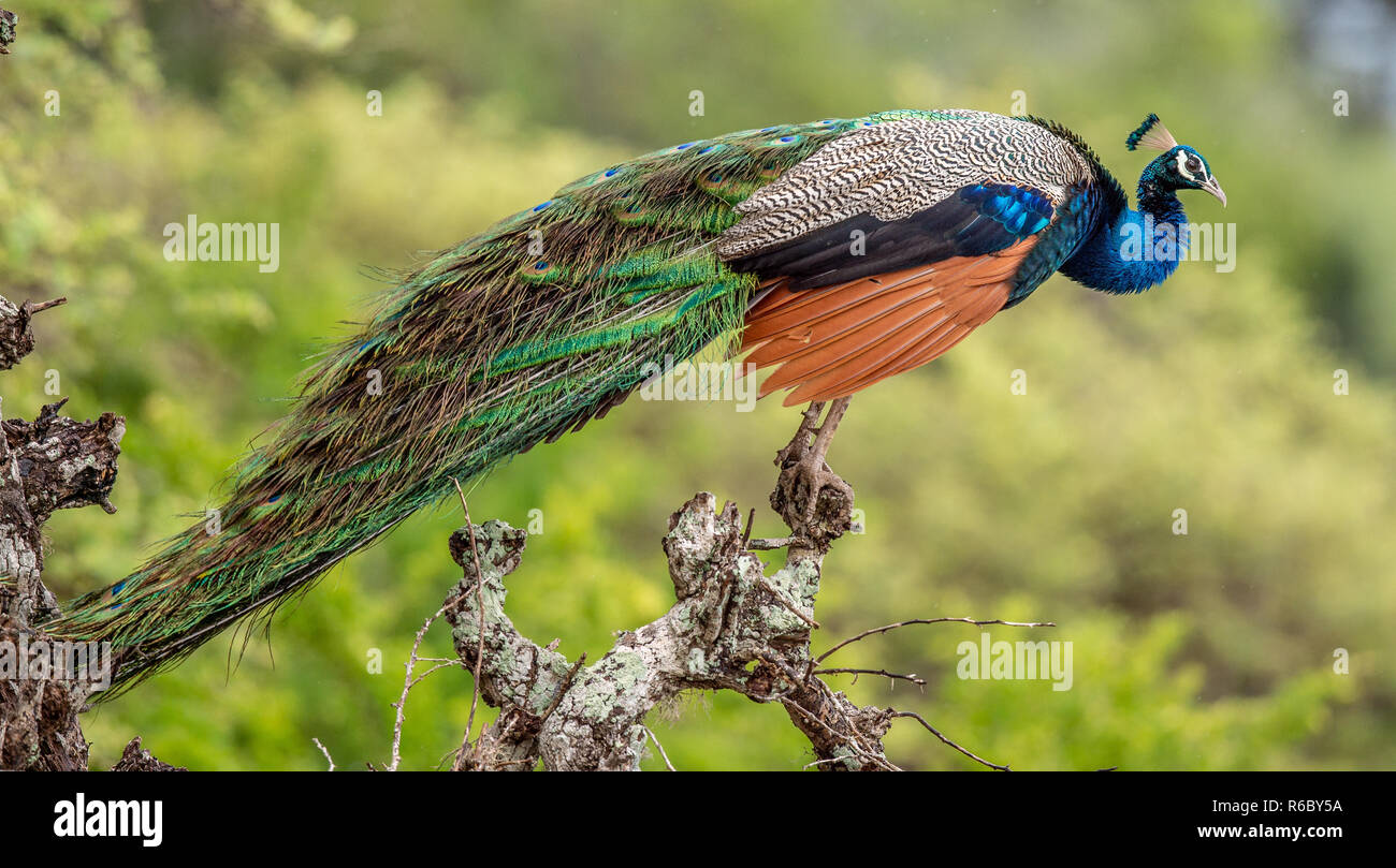 Paon sur l'arbre. Portrait de beau paon. Les paons indiens ou des paons bleus (Pavo cristatus). L'habitat naturel. Sri-lankais. Banque D'Images