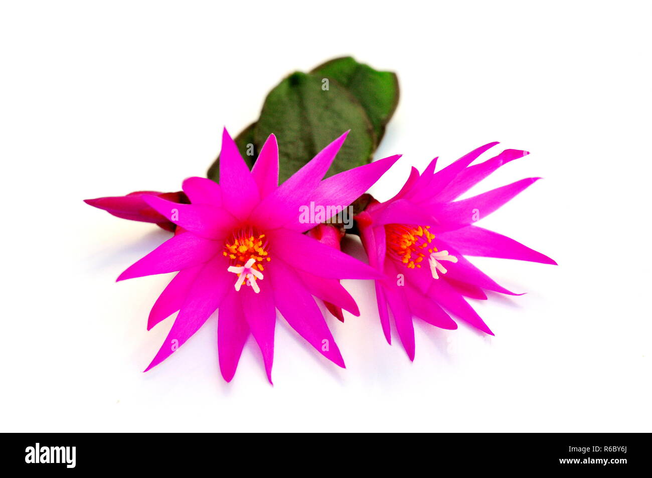 Gros plan sur Rhipsalidopsis rose fleur de cactus Banque D'Images