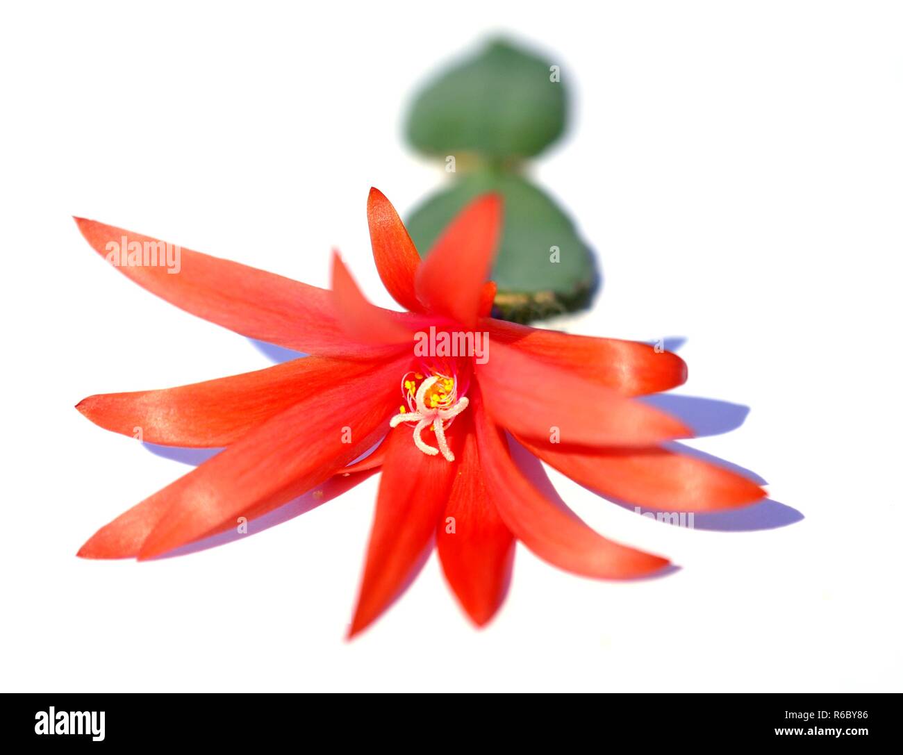 Gros plan sur Rhipsalidopsis rouge fleur de cactus à la stigmatisation et à pollen sur fond blanc Banque D'Images