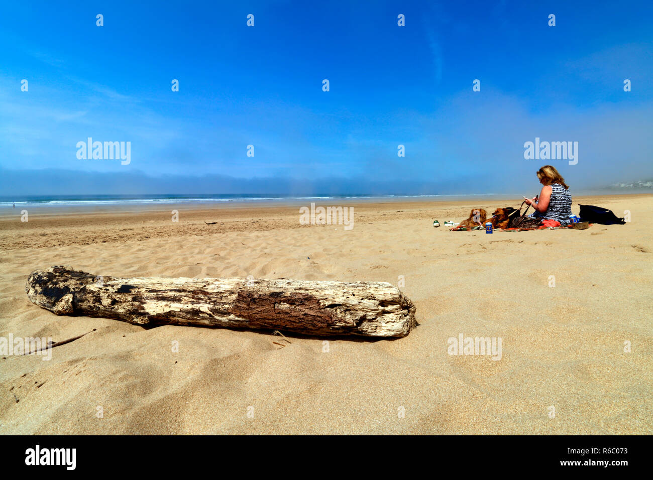 Bois flotté sur la plage de Woolacombe en Amérique du Devon, en Angleterre. Banque D'Images
