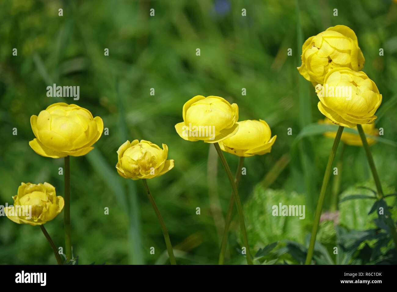 Globe européen Fleurs, Trollius Europaeus Banque D'Images