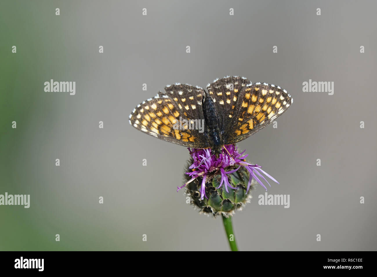 Fritillary commun papillon sur une fleur Centaurea Banque D'Images