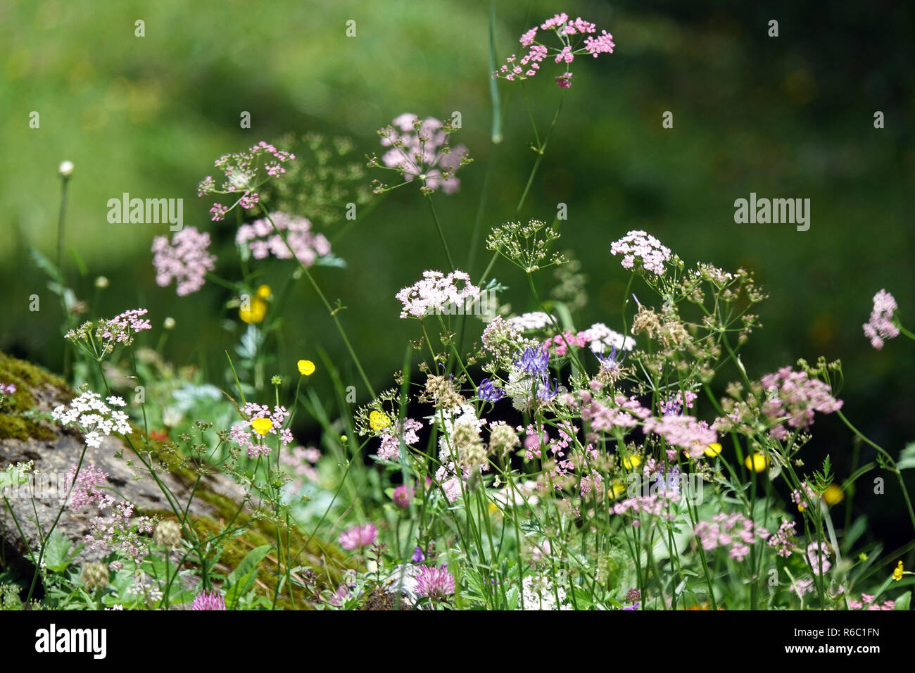 La flore des montagnes, Tyrol, Autriche Banque D'Images