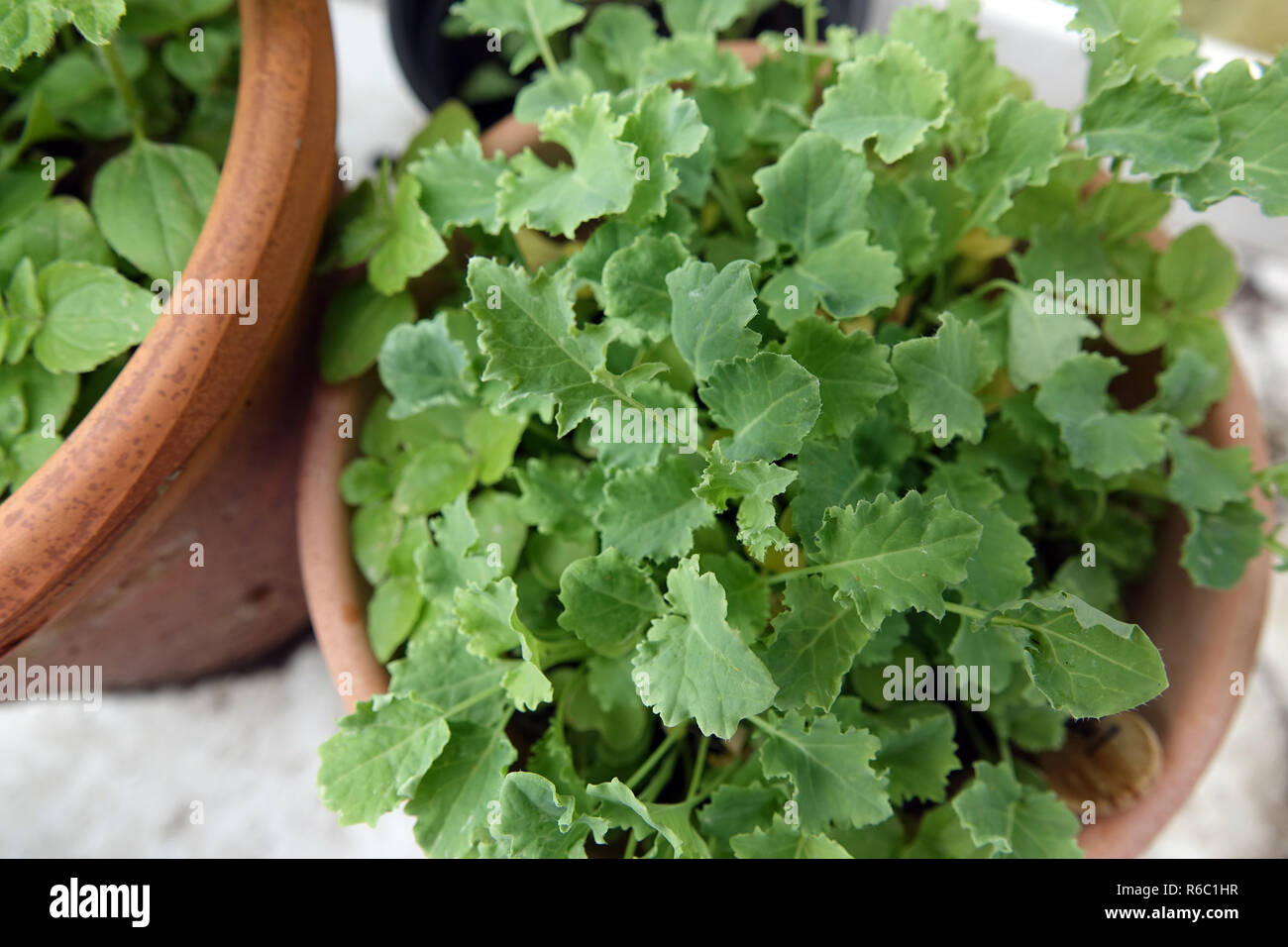 Jardinage, Kale plantules dans un pot Banque D'Images