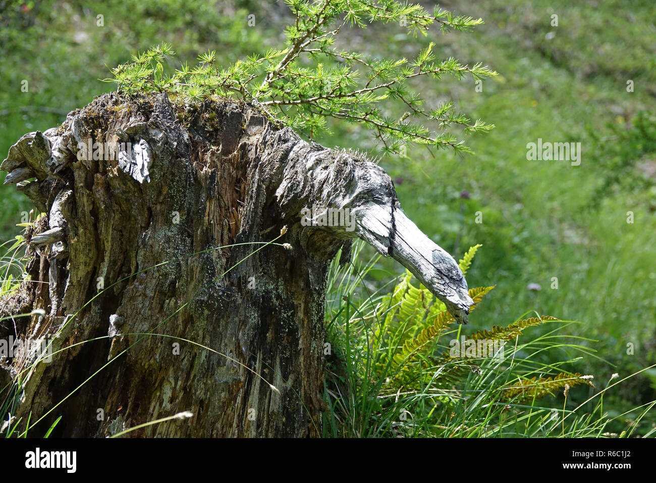 Souche d'arbre en décomposition dans la forme d'un oiseau de proie avec des branches de mélèze nouvellement sprouting Banque D'Images