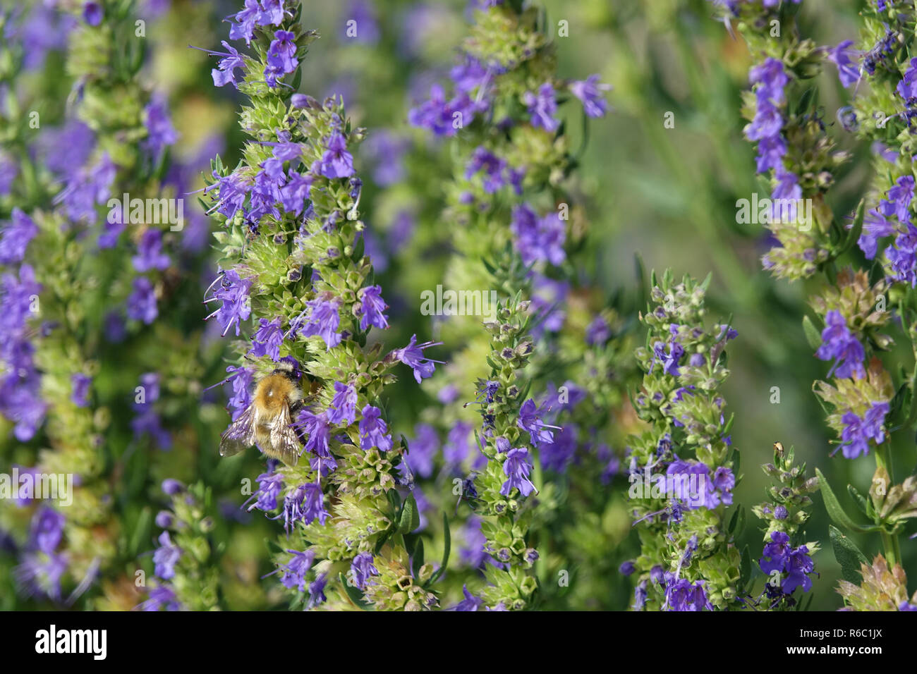 Echium vulgare Vipérine commune Viper S Nectar-Seeking avec Bumblebee Banque D'Images