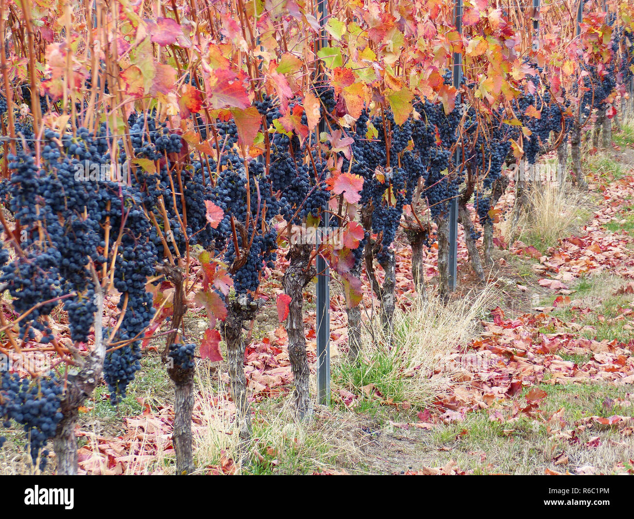 Sweet Ripe Raisin Bleu Couleur d'automne dans les vignes, domaine viticole Hesse rhénane, Rheinland-pfalz, Allemagne Banque D'Images