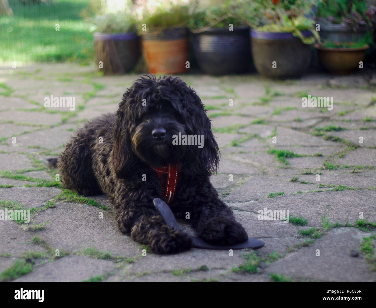 Une bonne Black Cockapoo ludique Banque D'Images
