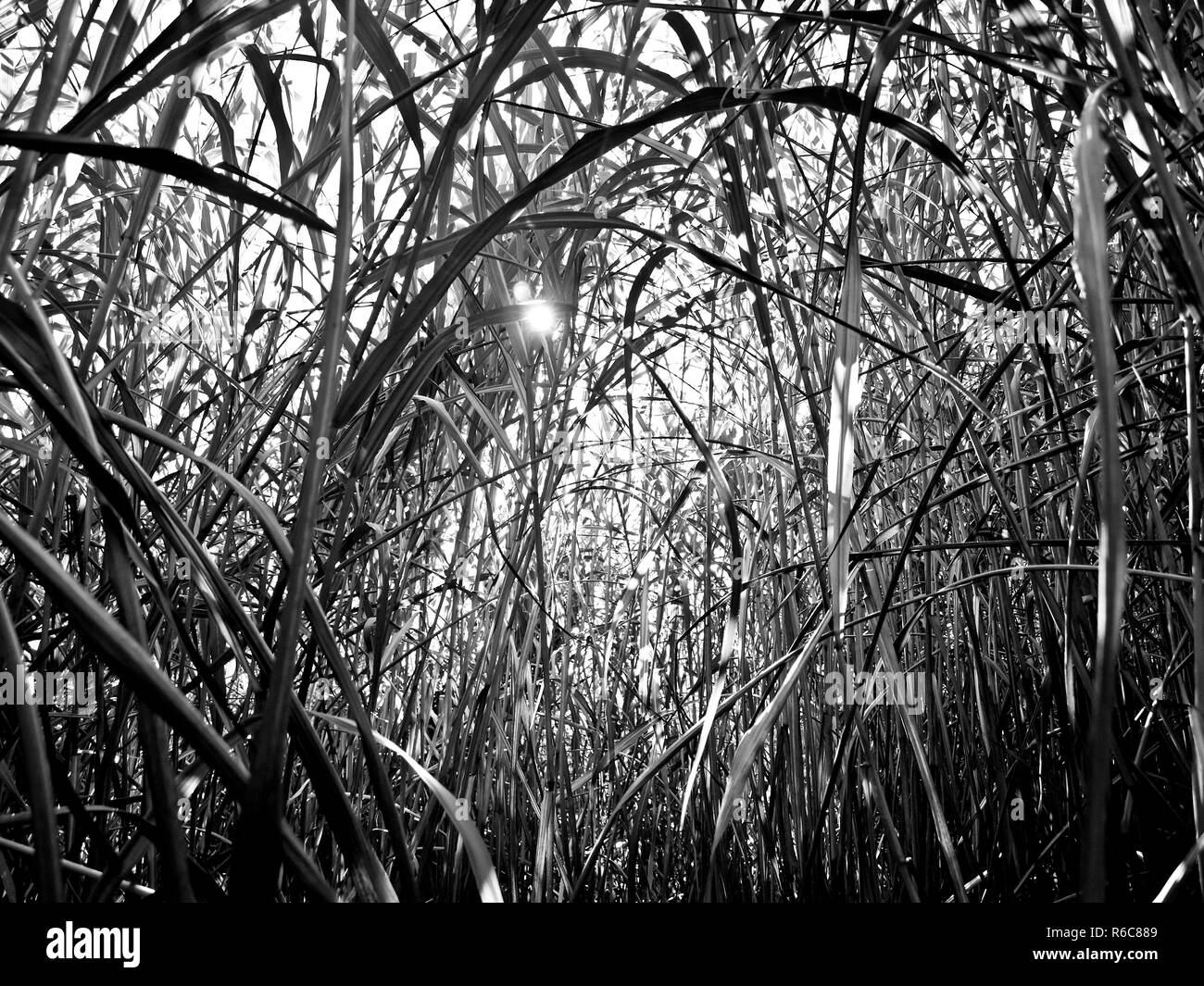 L'interrupteur des ressources renouvelables pour le chauffage et la production d'Herbe de Diesel Banque D'Images