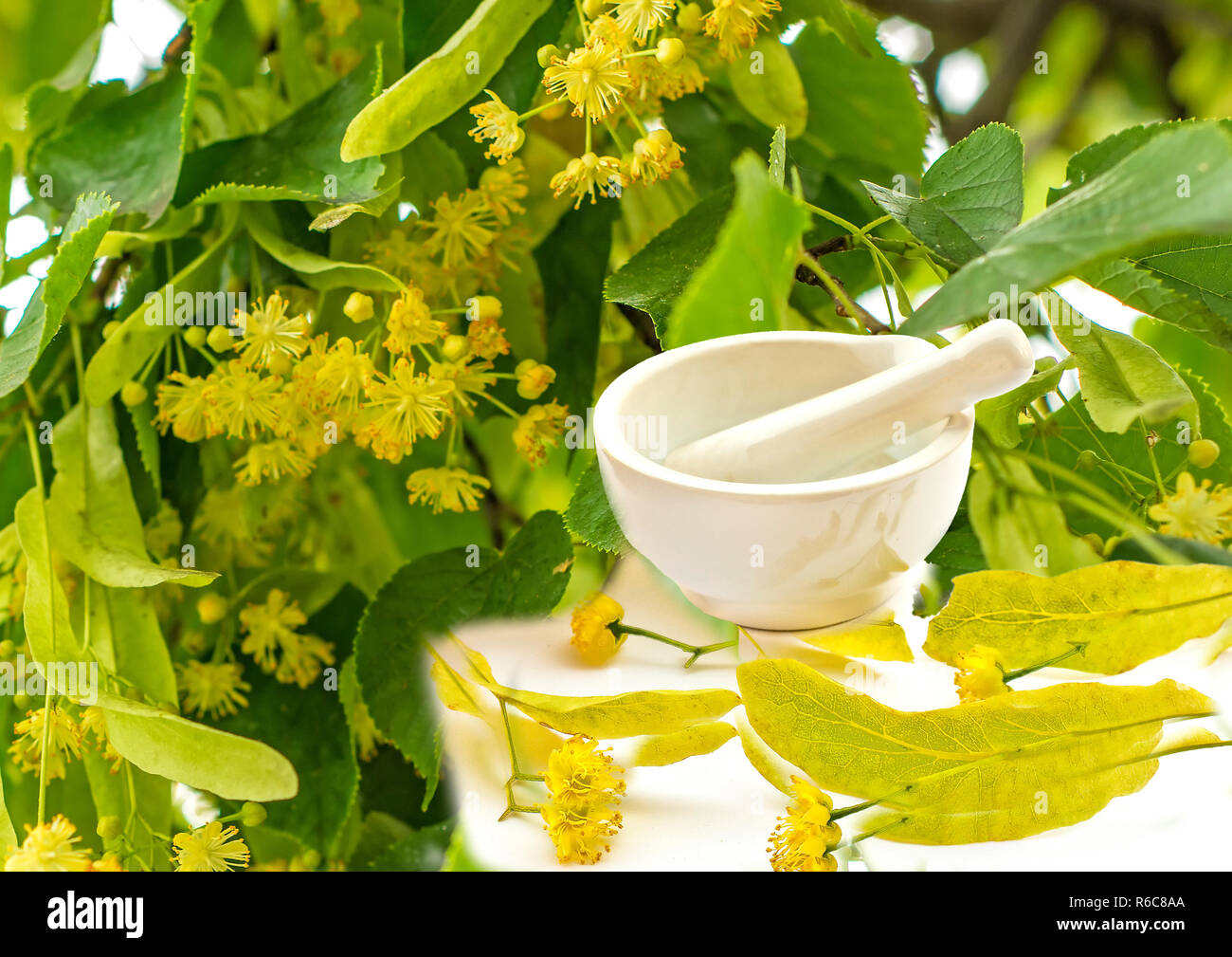 Fleurs Lime-Tree avec mortier et arbre Banque D'Images