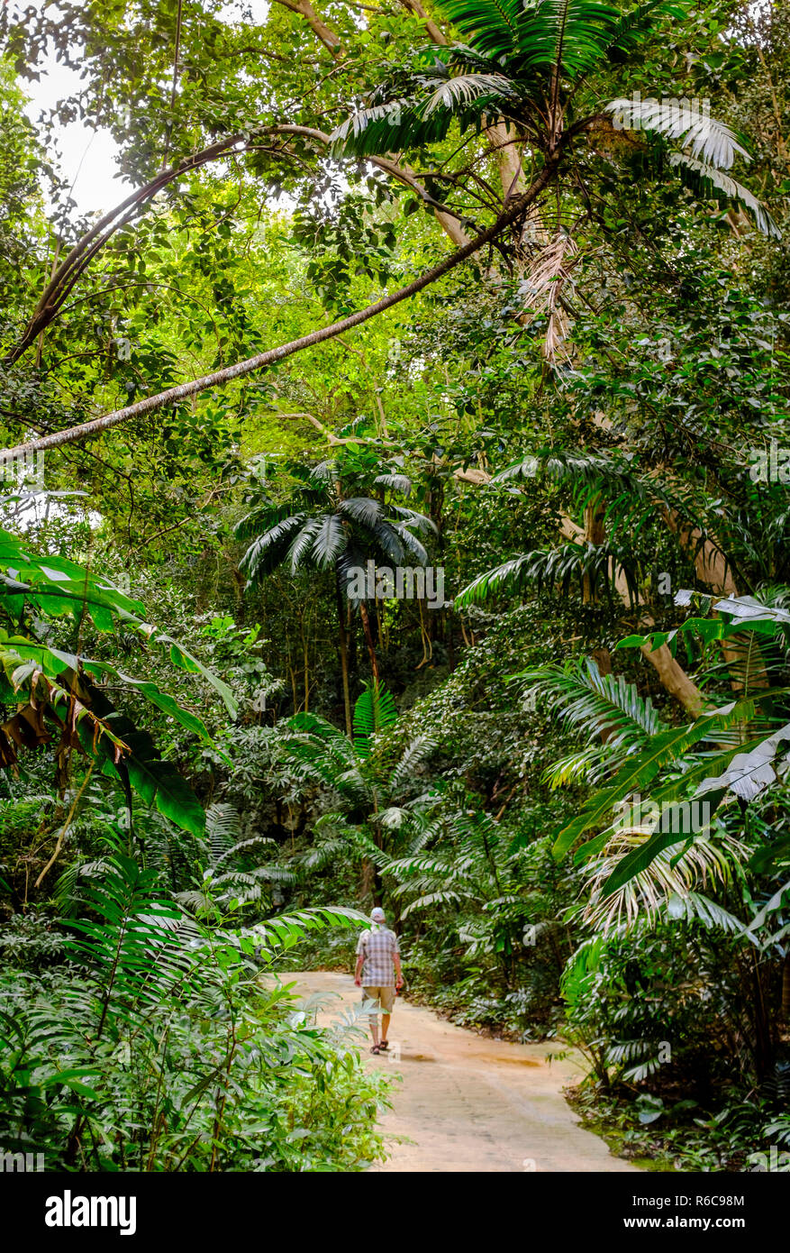 Une promenade à travers la jungle luxuriante et falaises calcaires de la Barbade, de Welchman Hall Banque D'Images