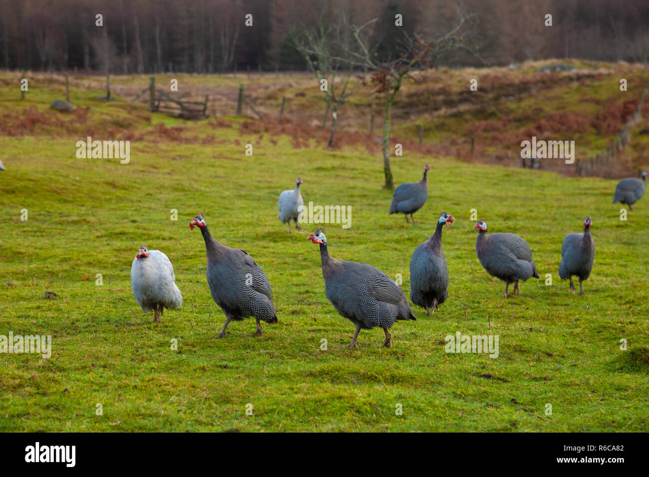 Un groupe de pintades dans un champ près de Dunkeld, Écosse. Banque D'Images