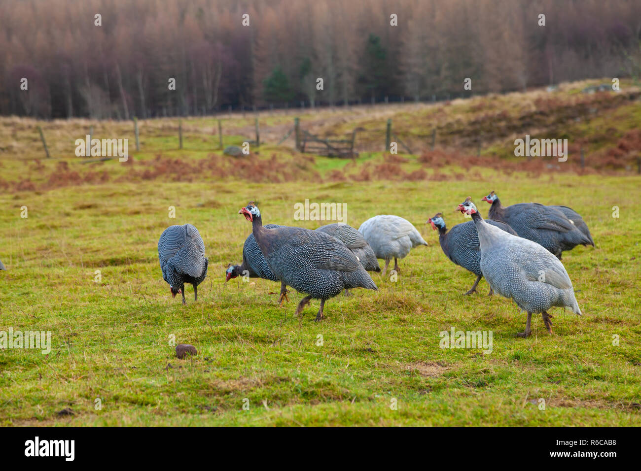 Un groupe de pintades dans un champ près de Dunkeld, Écosse. Banque D'Images