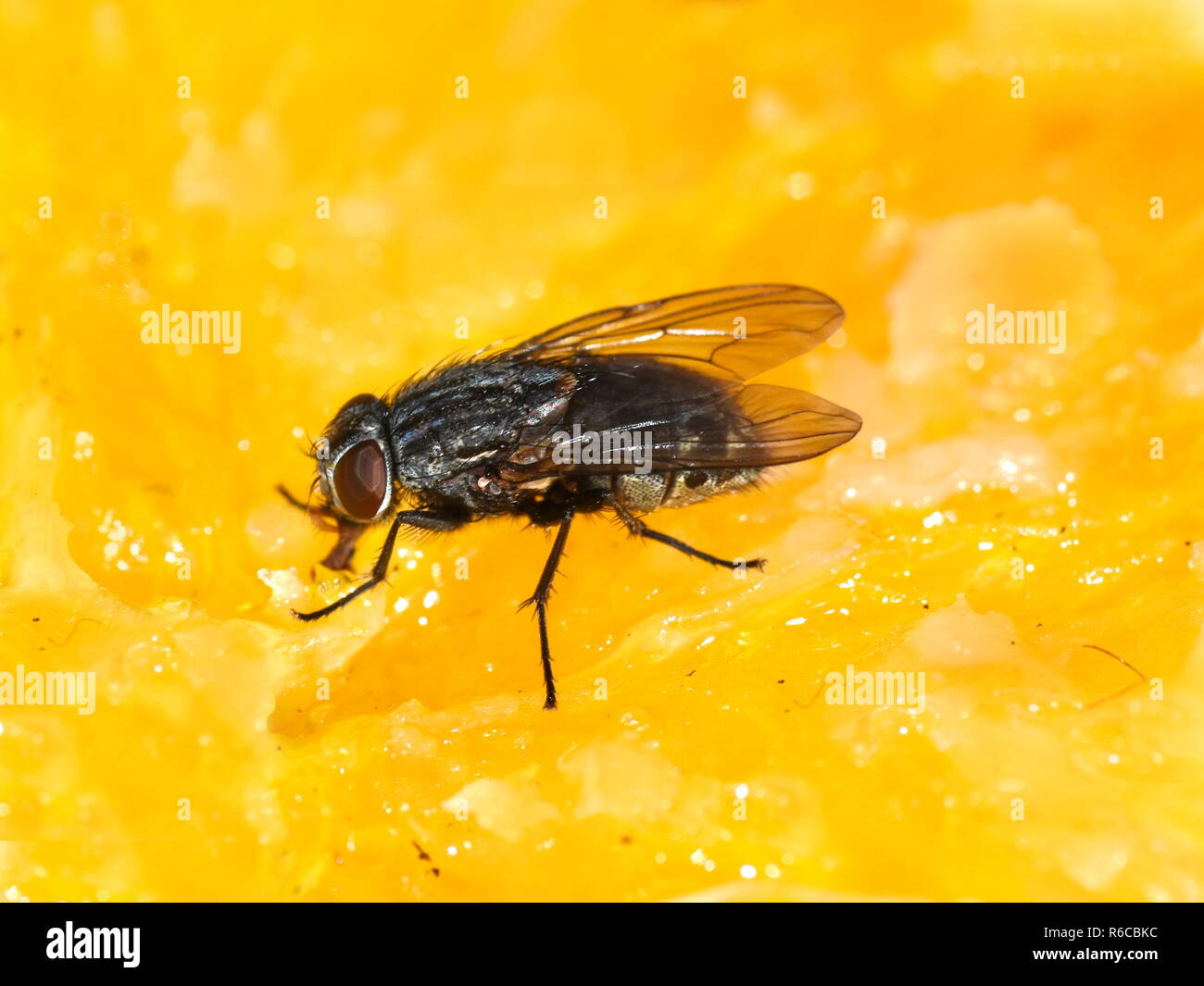 Mouche Pollenia cluster commun sp. de manger sur une tranche d'orange. Banque D'Images