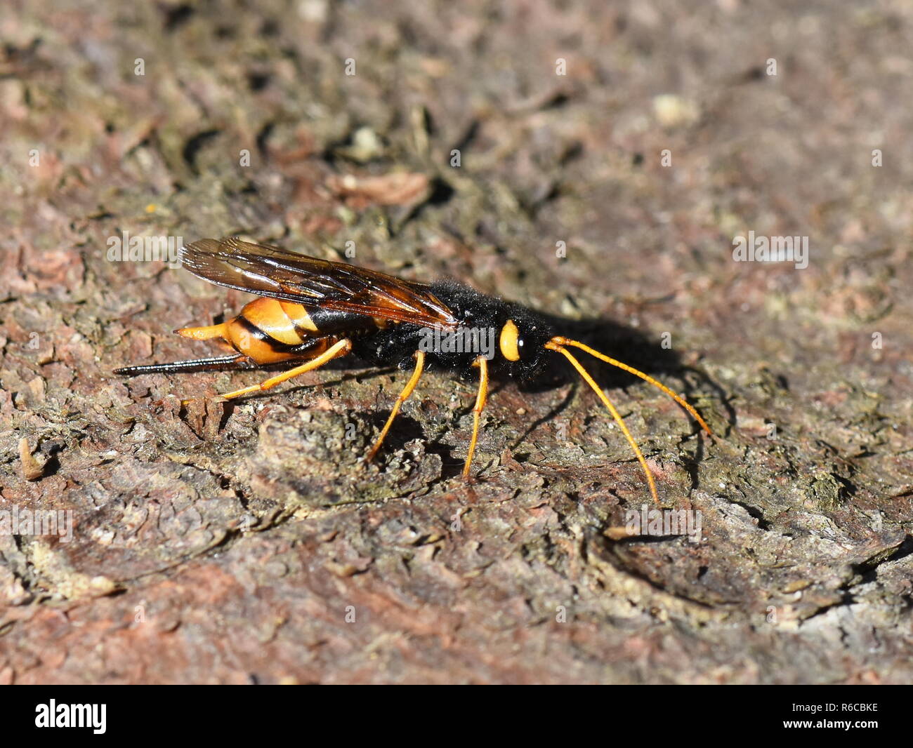 Femelle de l'Urocerus gigas wasp bois géant sur un tronc d'arbre Banque D'Images
