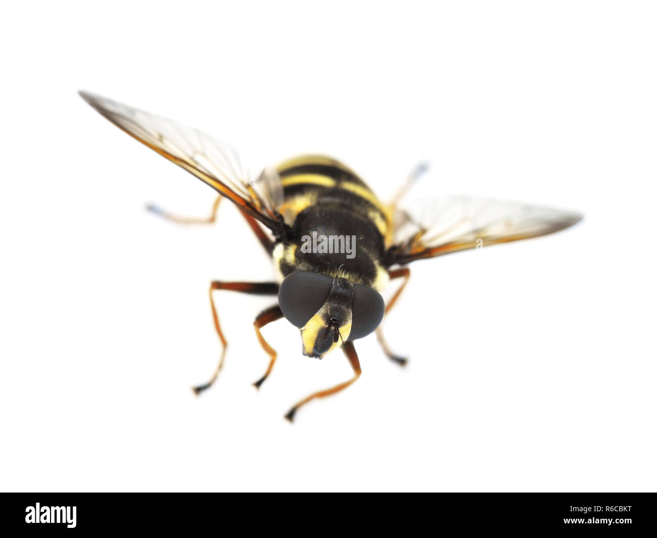 Sericomyia silentis le hover fly isolé sur fond blanc Banque D'Images