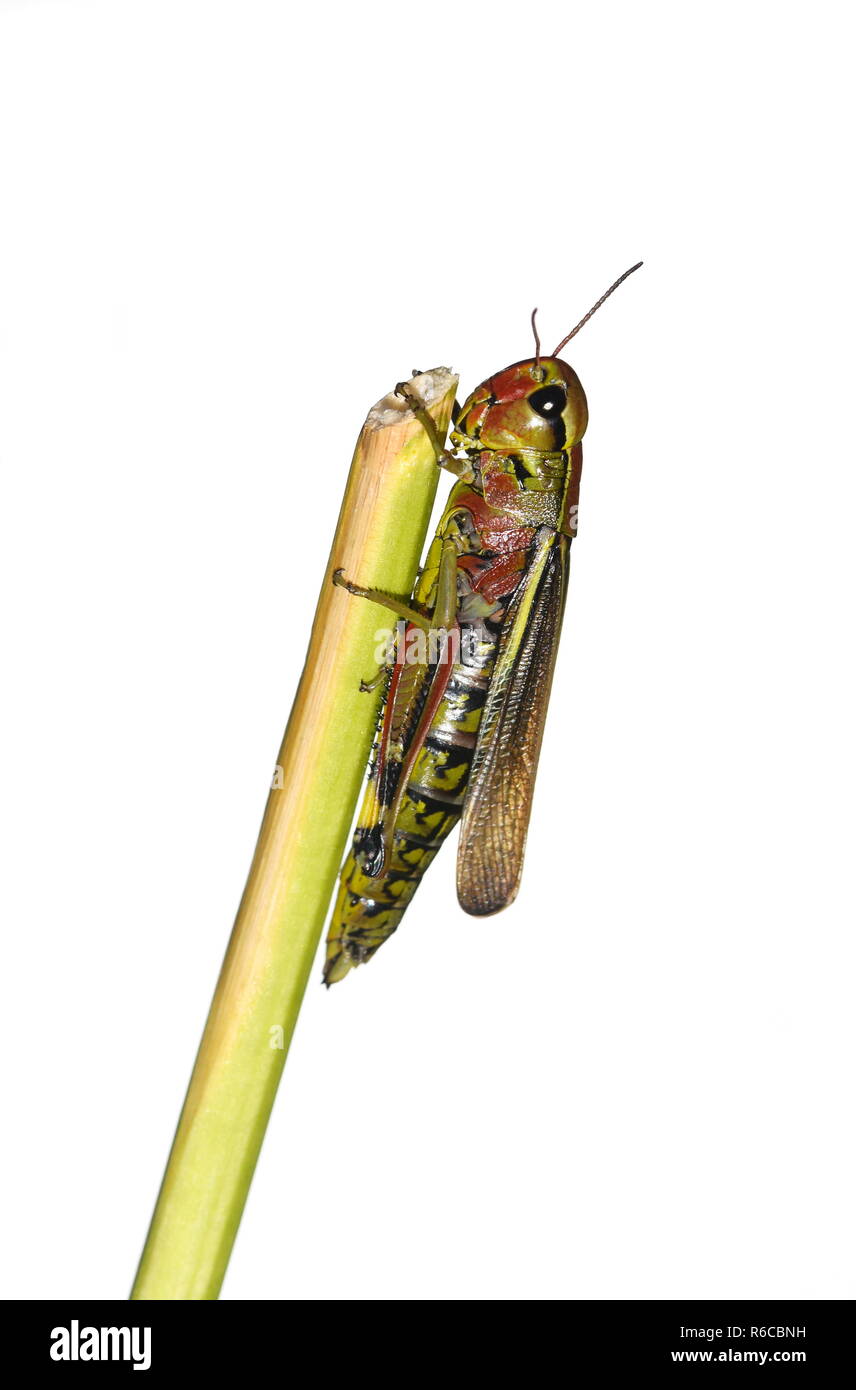 La grande sauterelle marais Mecostethus grossus isolé sur fond blanc Banque D'Images