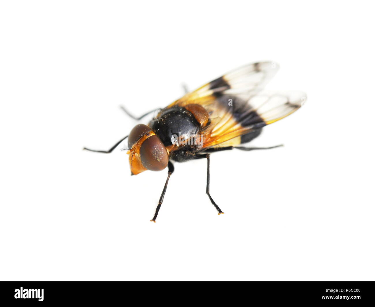 La Volucella pellucens hoverfly sur fond blanc Banque D'Images