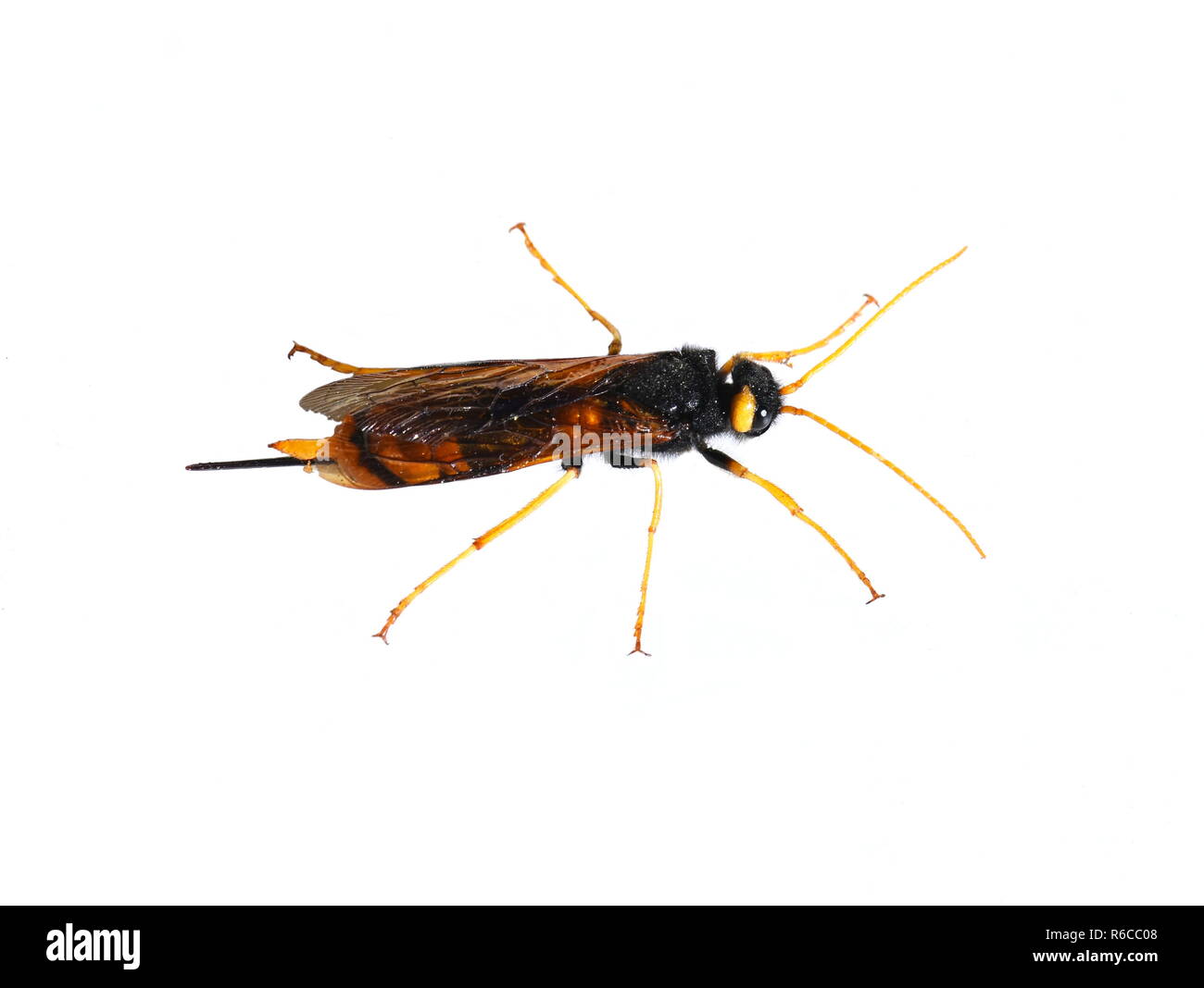 Femelle de l'Urocerus gigas wasp bois géant sur fond blanc Banque D'Images