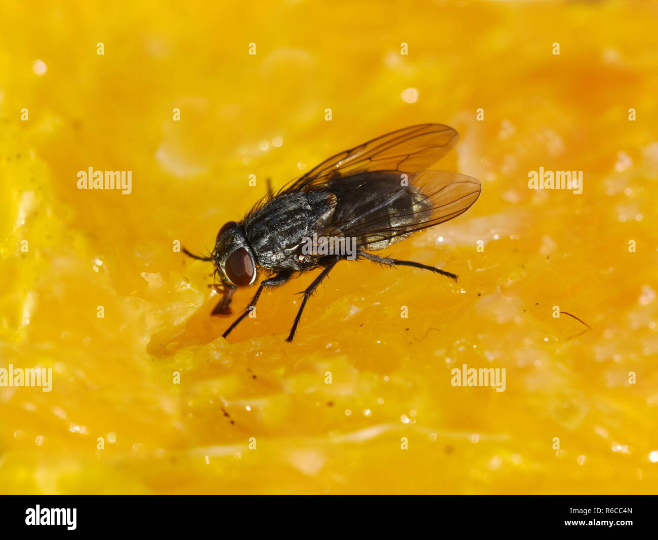 Mouche Pollenia cluster commun sp. de manger sur une tranche d'orange. Banque D'Images