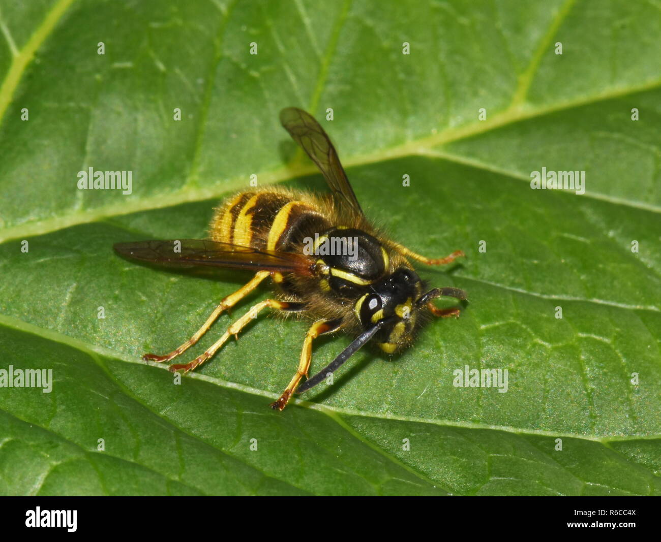 Guêpe Dolichovespula norvégien norwegica assis sur une feuille verte Banque D'Images