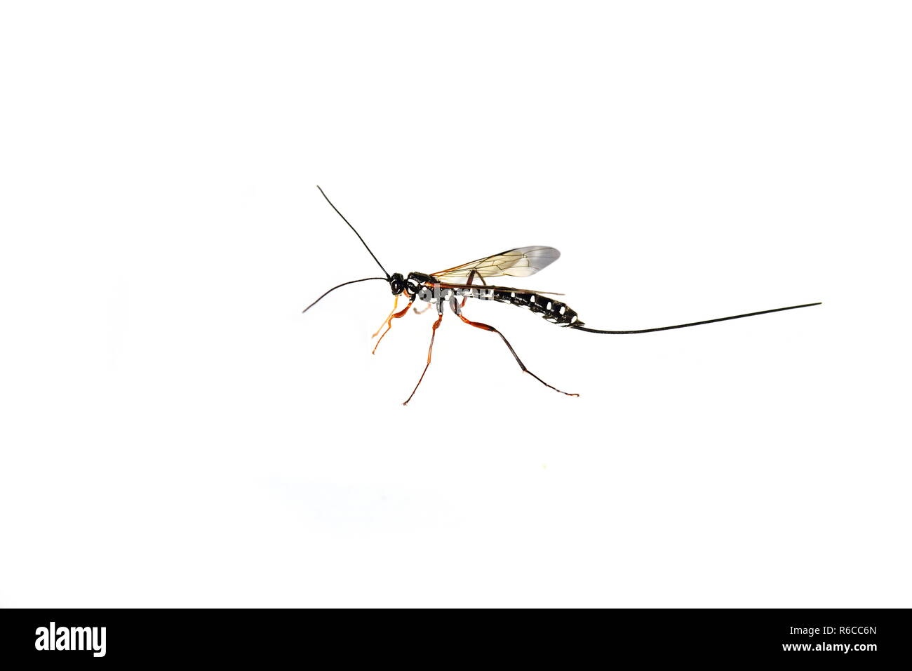 Parasite géant wasp Sabre Rhyssa persuasoria sur fond blanc Banque D'Images