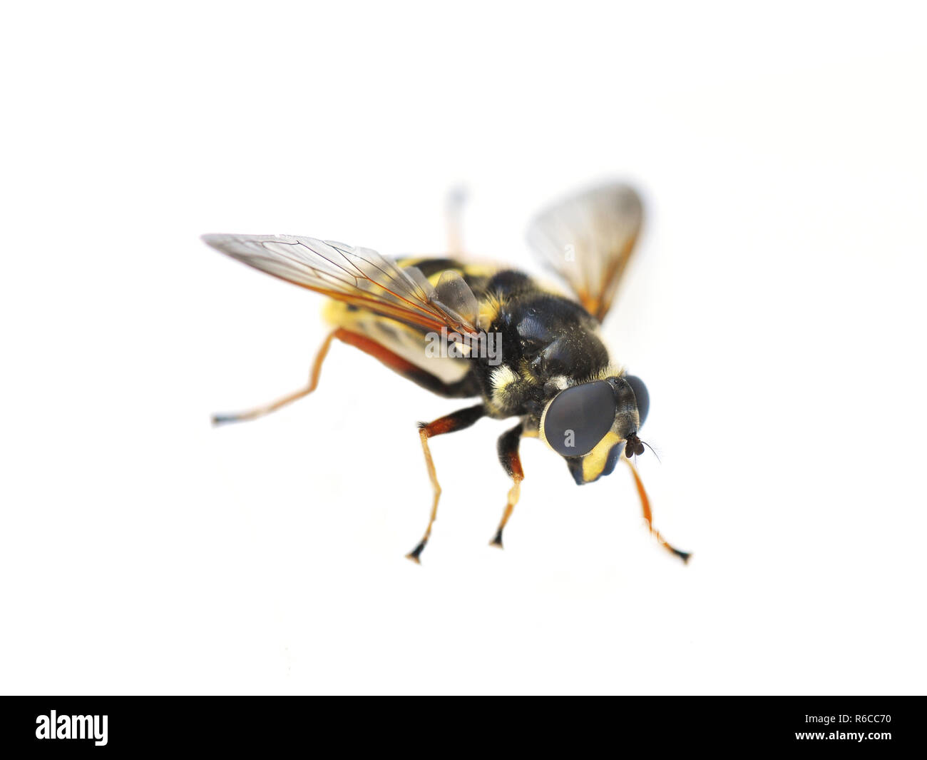 Sericomyia silentis le hover fly isolé sur fond blanc Banque D'Images