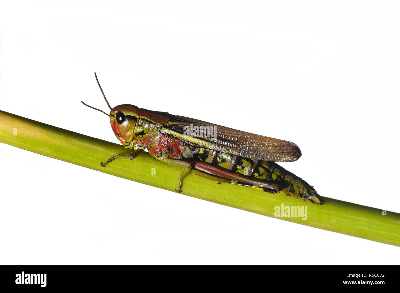 La grande sauterelle marais Mecostethus grossus isolé sur fond blanc Banque D'Images