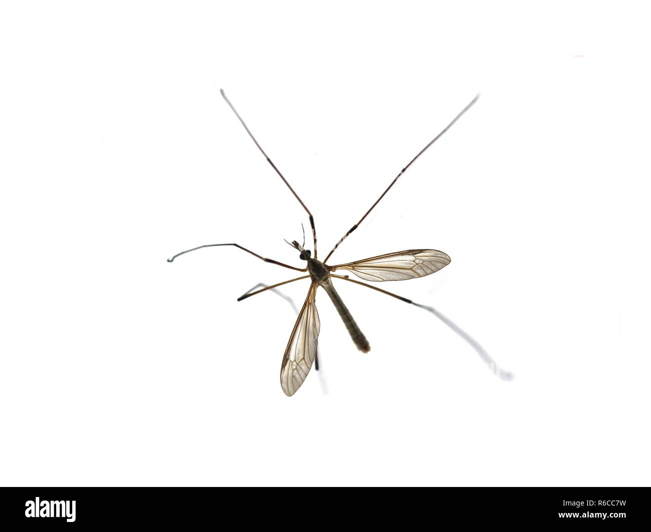 Vrai cranefly Tipula paludosa sur fond blanc Banque D'Images