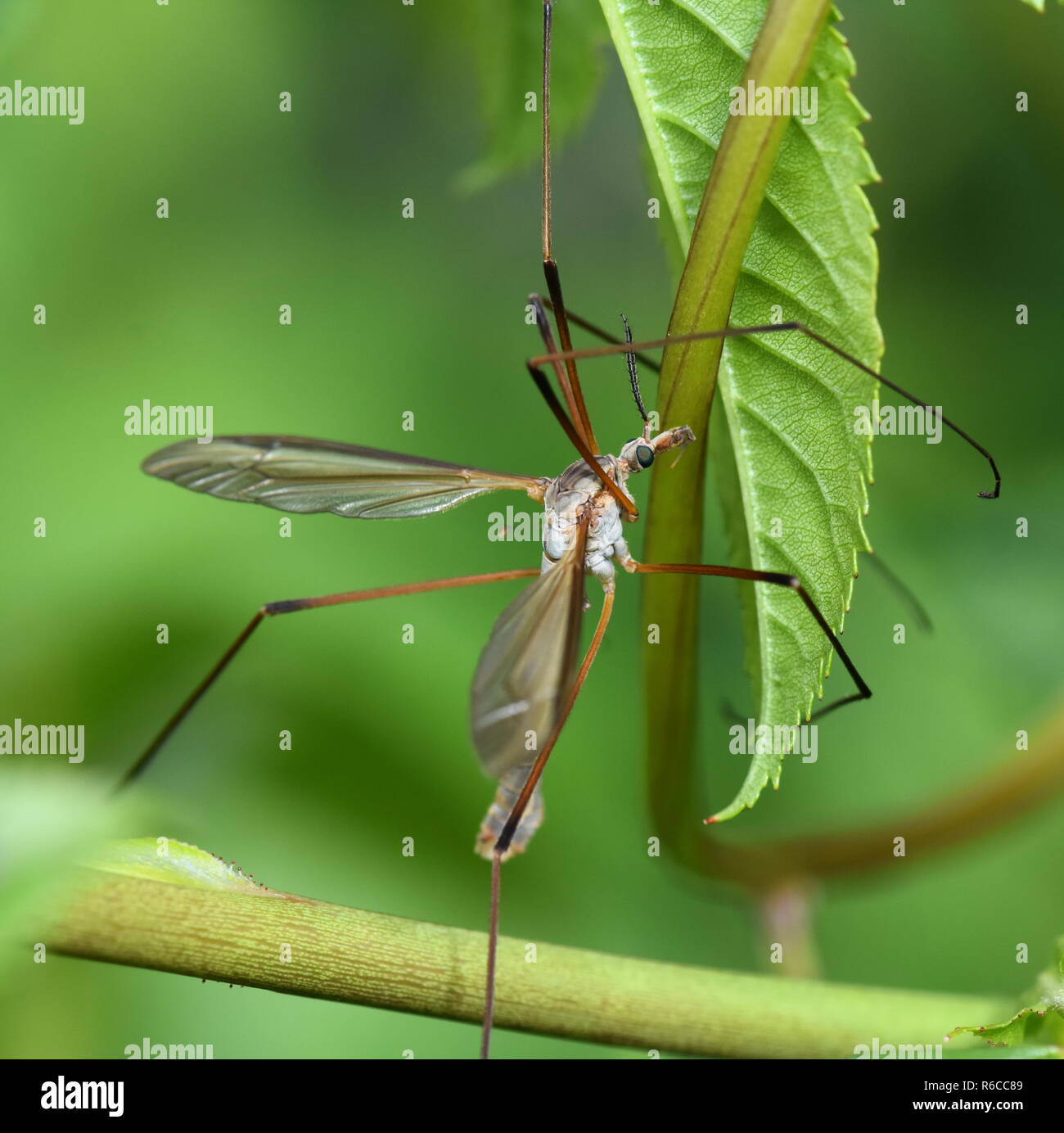 Gros plan sur Vrai cranefly Tipula paludosa assis sur une plante verte Banque D'Images