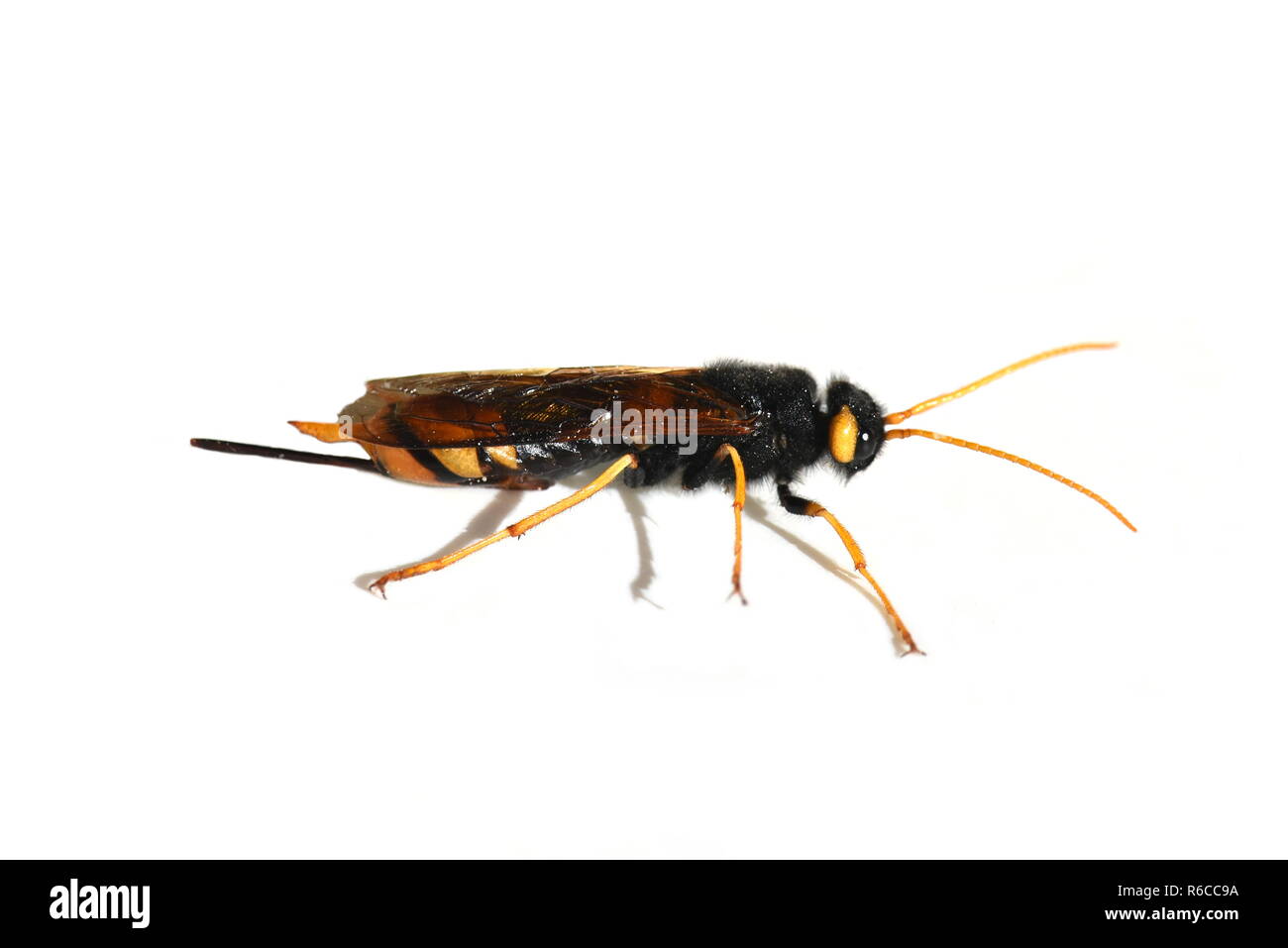 Femelle de l'Urocerus gigas wasp bois géant sur fond blanc Banque D'Images