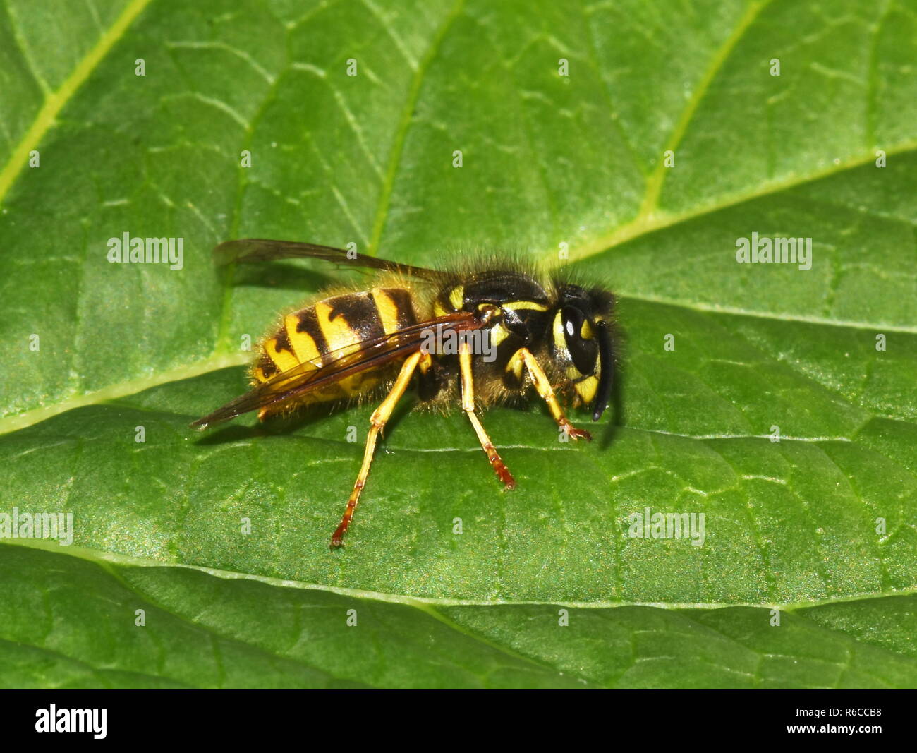 Guêpe Dolichovespula norvégien norwegica assis sur une feuille verte Banque D'Images