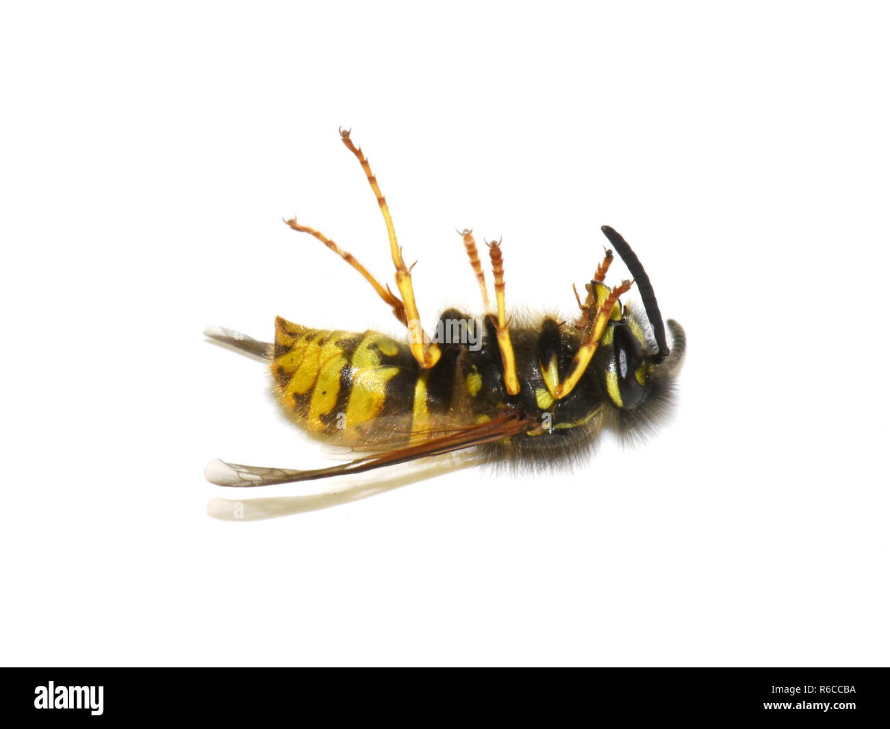 Guêpe Dolichovespula norvégien mort norwegica sur fond blanc Banque D'Images