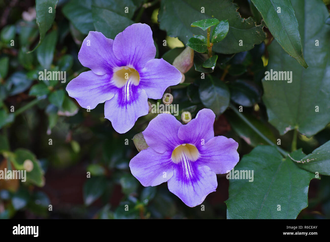 Couleurs de l'automne : leafes de Parthenocissus quinquefolia, la vigne vierge ou de Woodbine, famille Vitaceae Banque D'Images