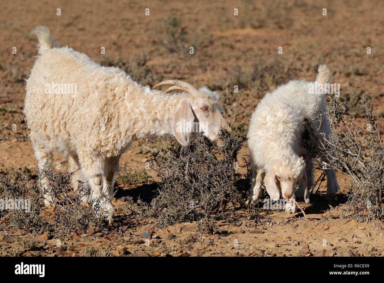 Chèvres Angora sur une ferme rurale Banque D'Images