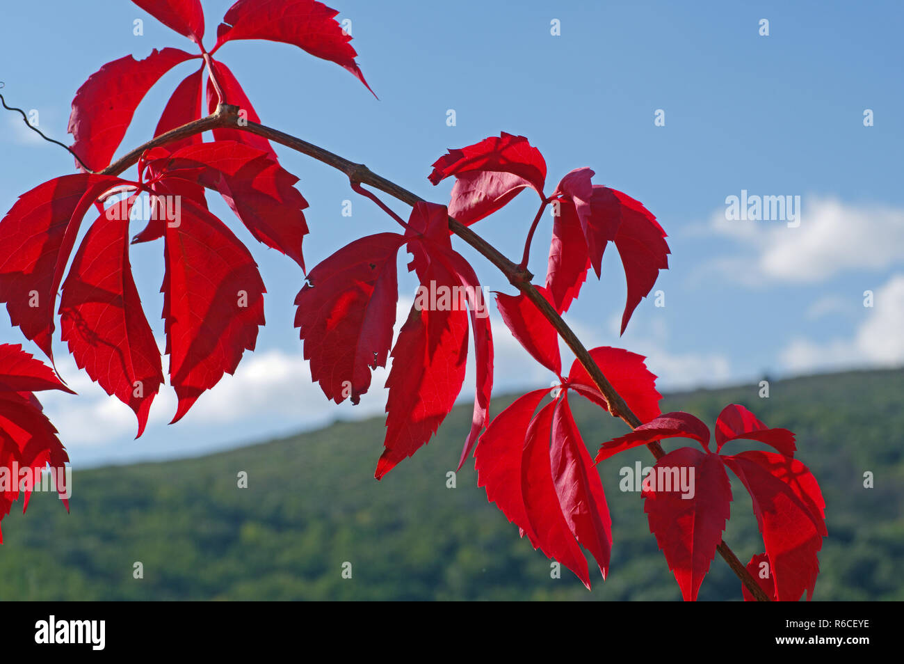 Couleurs de l'automne : leafes de Parthenocissus quinquefolia, la vigne vierge ou de Woodbine, famille Vitaceae Banque D'Images