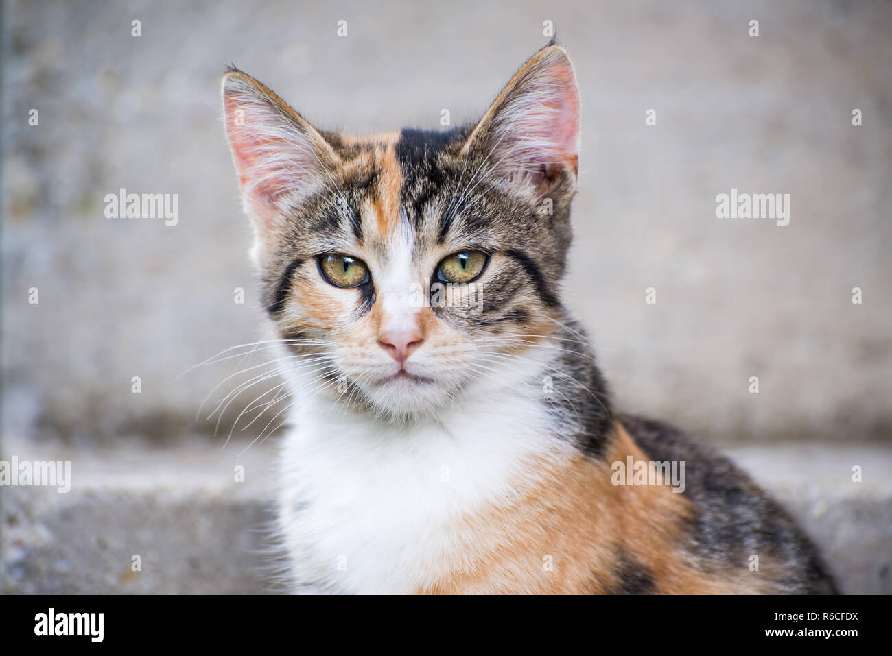 Portrait d'un chat Banque D'Images