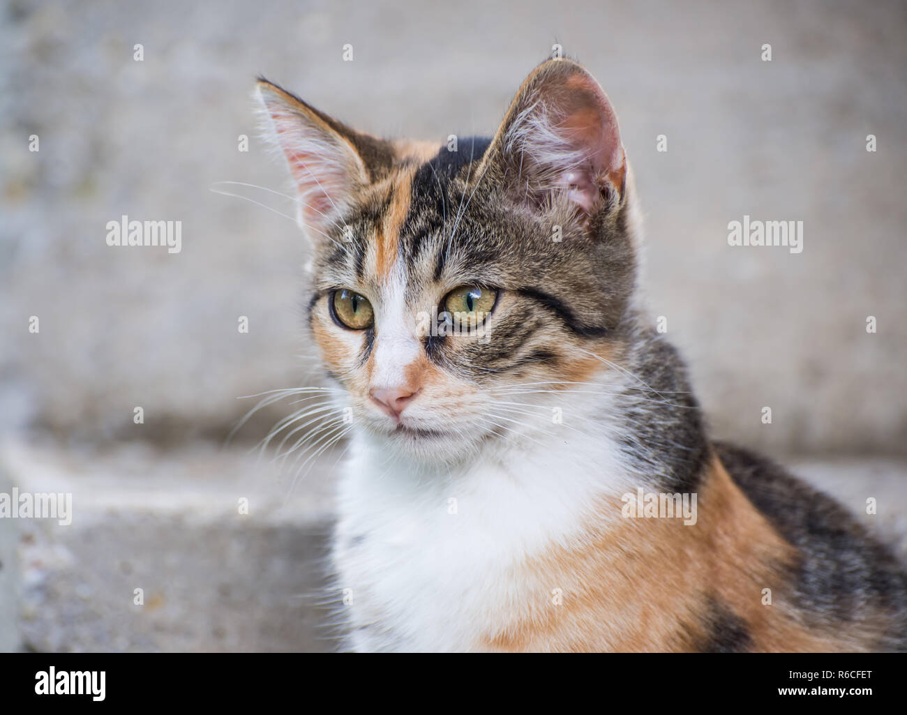 Portrait d'un chat Banque D'Images
