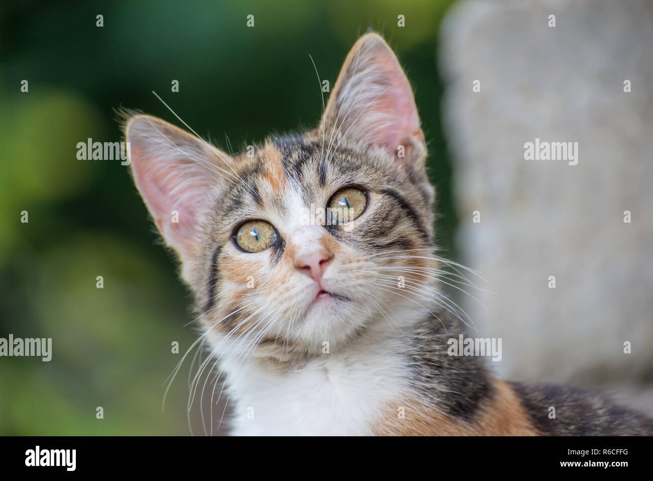 Portrait d'un chat Banque D'Images