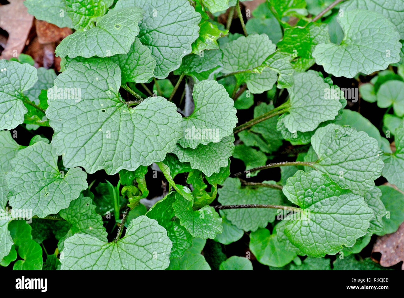 L’alliaire officinale Banque D'Images