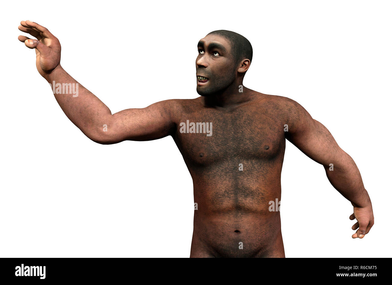 Le Rendu 3D'Homo Erectus sur blanc Banque D'Images