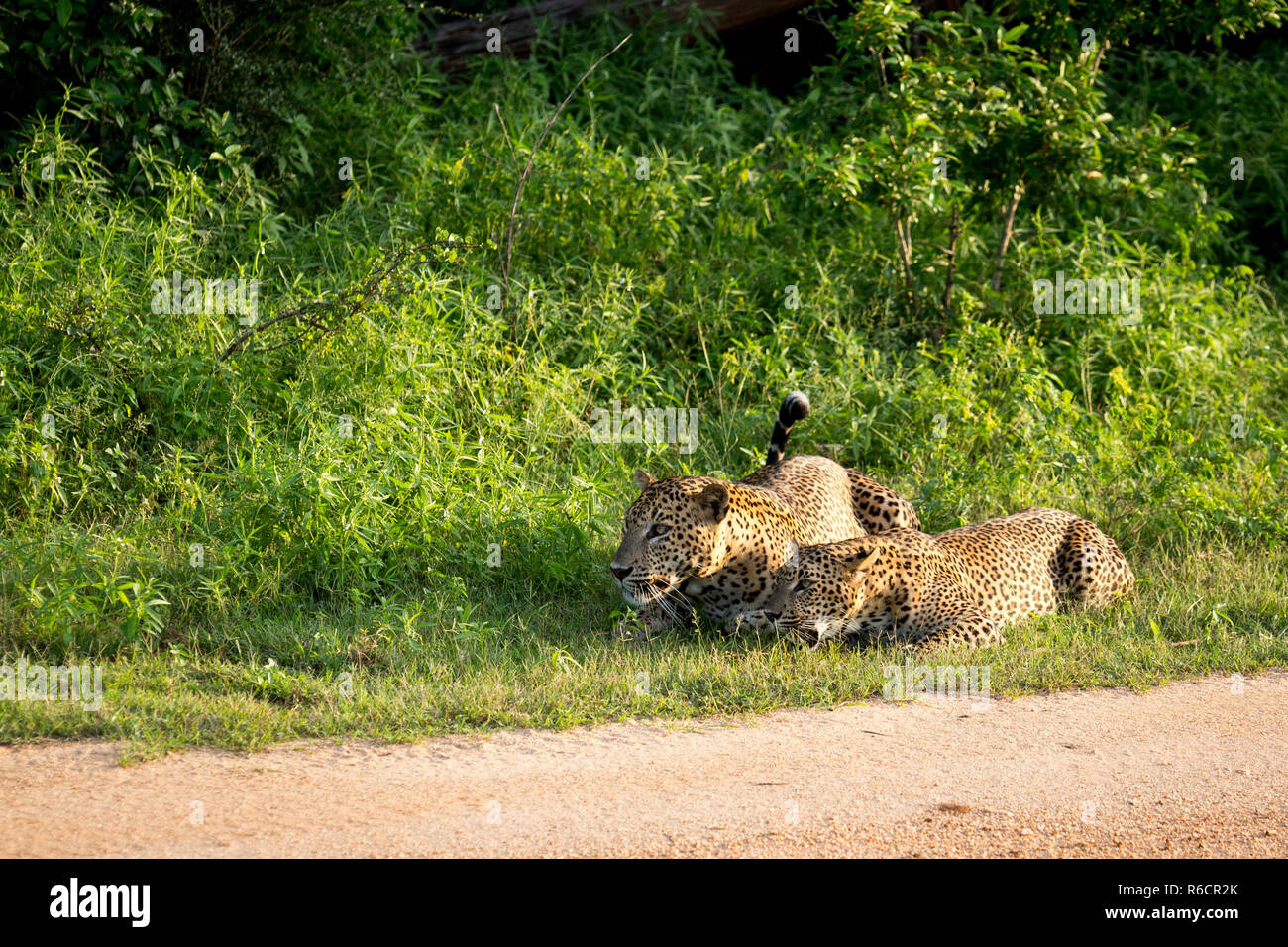 L'Afrique sauvage léopards. Un couple de léopards. Les léopards sri-lankais, Panthera pardus kotiya, grand félin tacheté Banque D'Images