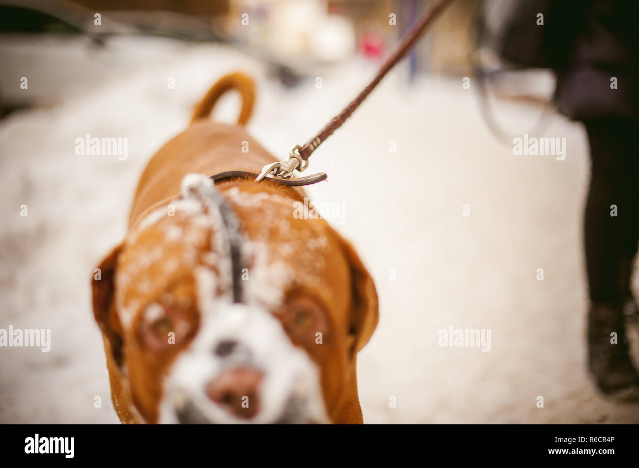 Promenade Dhiver Dans La Neige Avec Une Race De Chien Dogue