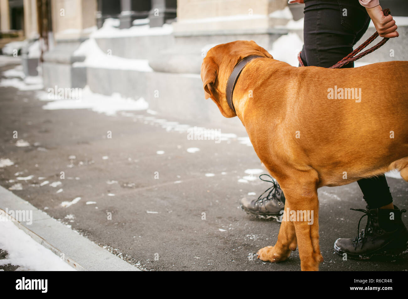 Promenade Dhiver Dans La Neige Avec Une Race De Chien Dogue