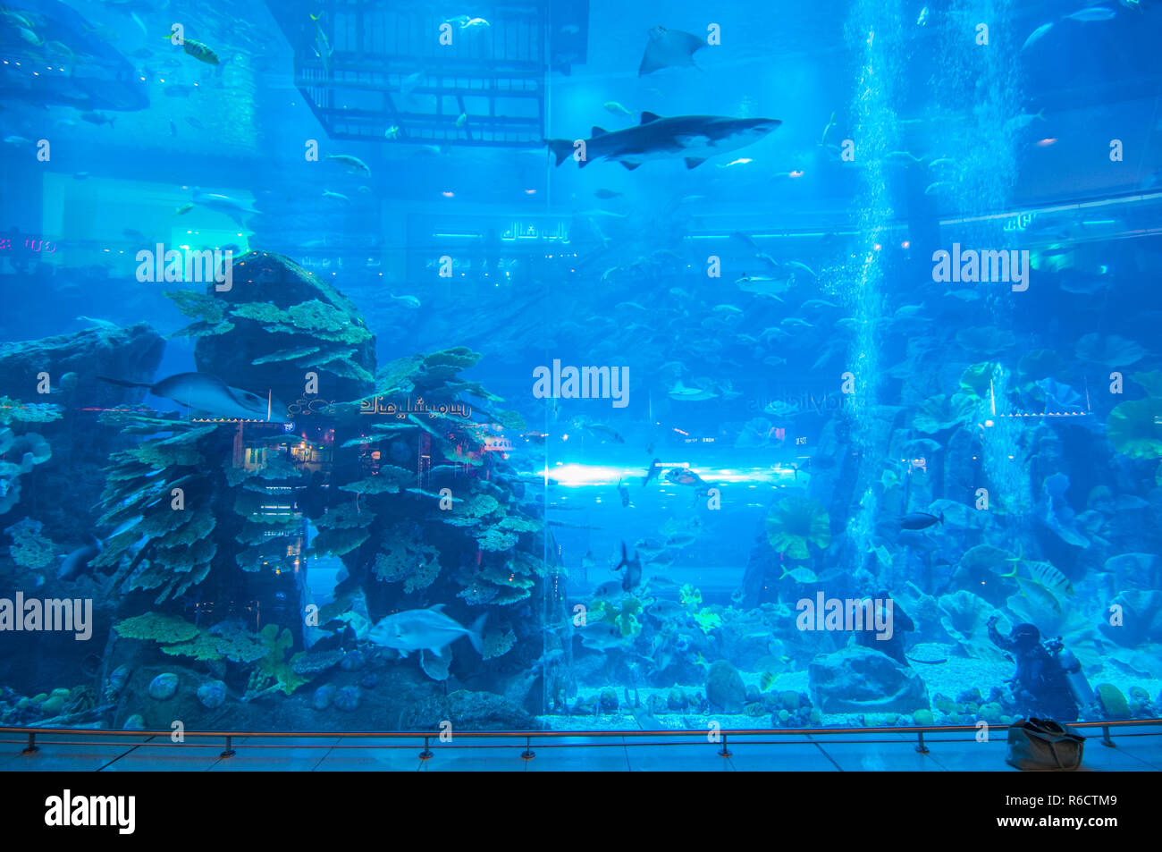 Vue de l'aquarium de Dubai Mall Shopping Center à Dubaï, Émirats arabes unis, le plus grand aquarium intérieur au monde, longueur de 50 mètres Banque D'Images
